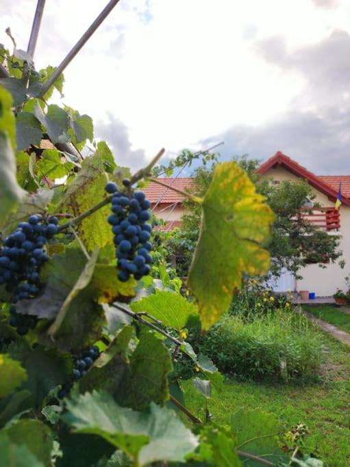 Casa Piatra Craivii, Aproape De Alba Iulia别墅 外观 照片